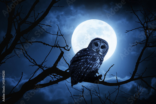 Fotografía Owl Watches Intently Illuminated By Full Moon On Halloween Night