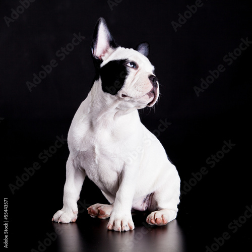 Fotoboard na płycie Francuski buldog na czarnym tle.