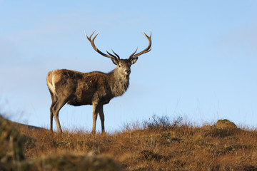 Canvas Print - Red deer, Cervus elaphus, single male,