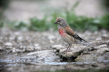 Sticker - Linnet, Carduelis cannabina,