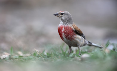 Sticker - Linnet, Carduelis cannabina,