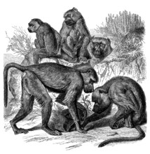 Babuin Monkey - Cynocephalus Babuin - Babouin