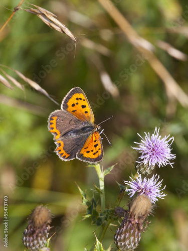 Tapeta ścienna Mały miedziany motyl