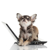 Fototapeta Zwierzęta - Portrait of a cute chihuahua dog in front of a laptop on white b