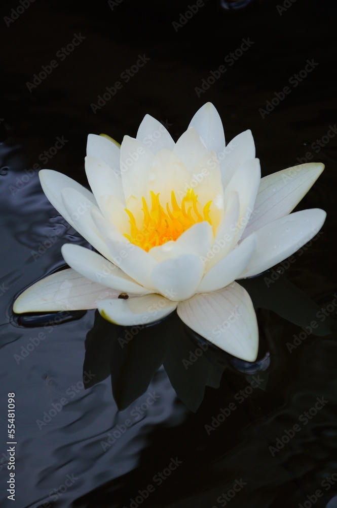 Close-up image of White Water Lily , Chiang Mai, Thailand - obrazy, fototapety, plakaty 
