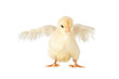 Cuty chick flapping its wings, isolated on a white background.