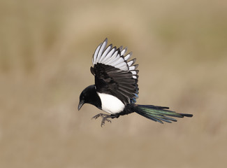 Sticker - Magpie, Pica pica