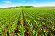 Corn field over blue sky.
