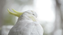 Sulphur Crested Cockatoo Close Up In Shallow Focus