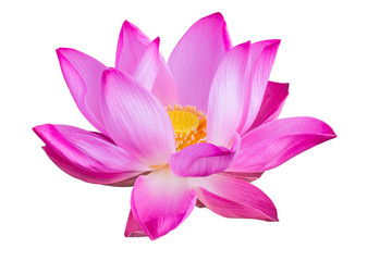 Pink lotus isolated on white background