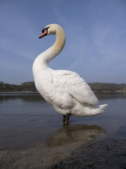 Sticker - Mute swan, Cygnus olor