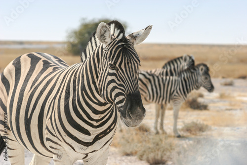 Board z aluminiowym obramowaniem Zebra Burchella