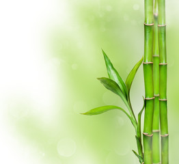  Zielone tło z bambusa