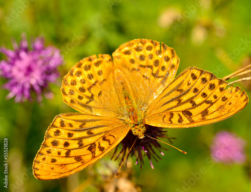 Tapeta ścienna Piękny motyl na zbliżenie kwiat