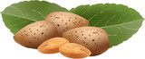 mandorle