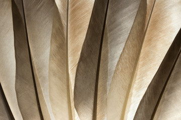 Feather background