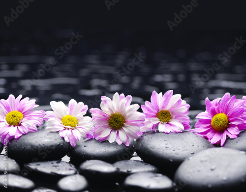 Foto-Stoffbanner - Set of daisy with pebbles on wet background (von Mee Ting)