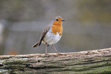 Sticker - Robin, Erithacus rubecula