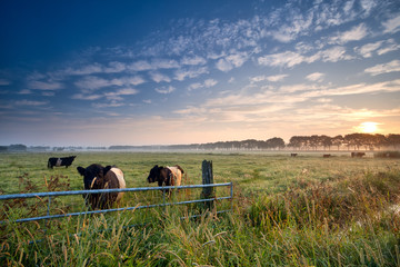 Wall Mural - cows and bull on pasture at sunrise