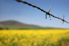 Barbed Wire And Canola