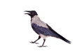 Hooded crow (Corvus cornix) isolated on the white background