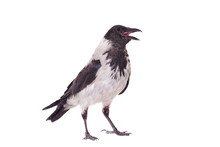Hooded Crow (Corvus Cornix) Isolated On The White Background