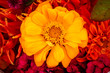 Yellow Zinnia Astereaceae Blooming Bouquet Black Background