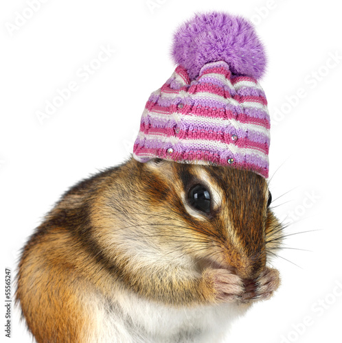 Obraz w ramie Portrait of funny chipmunk with hat on white