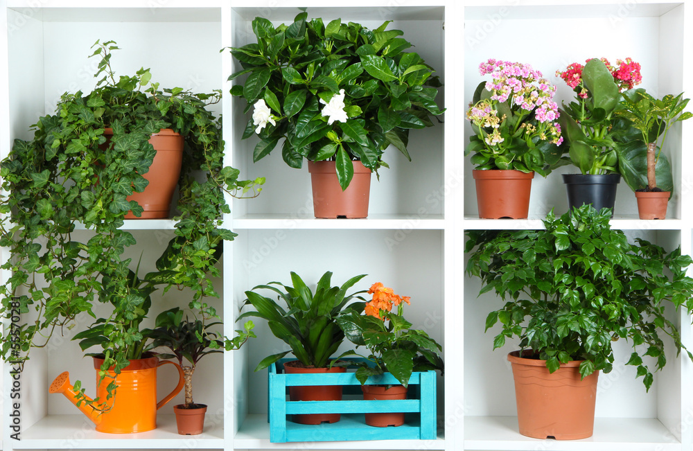 Beautiful flowers in pots on white shelves close-up