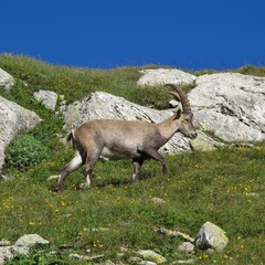 Wall Mural - Little walking alpine ibex