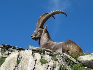 Wall Mural - Beautiful lying alpine ibex