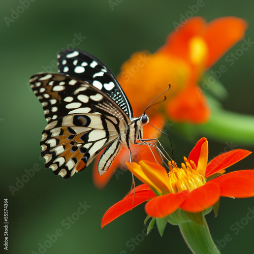 Board z aluminiowym obramowaniem Motyl wapienny