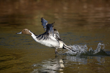 Canvas Print - Northern pintail, Anas acuta