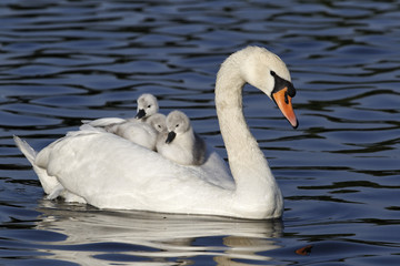 Sticker - Mute swan, Cygnus olor