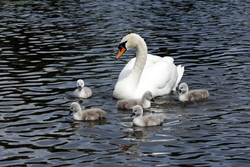 Poster - Mute swan, Cygnus olor