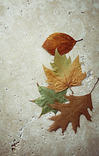 Colorful Autumn Leaves On Travertine Background