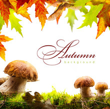 Autumn Background With Yellow Leaves And Autumn Mushroom