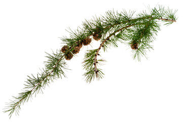 pine cones on branch of conifer tree