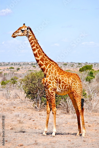 Board z aluminiowym obramowaniem Afryka - kenia - safari - wschodni park narodowy tsavo - giraffa