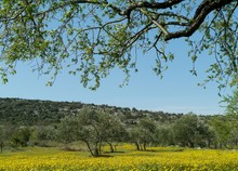 Yellow Flowering Hawkweed In An Olive Trees Orchard