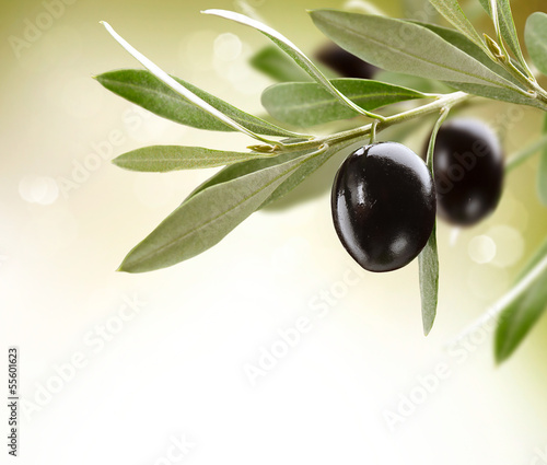 Naklejka - mata magnetyczna na lodówkę Olives. Black Ripe Olive on a tree