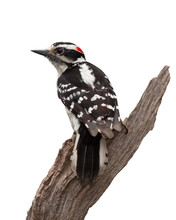 Grizzled Woodpecker