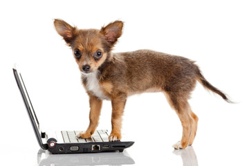 Wall Mural - Portrait of a cute chihuahua dog in front of a laptop on white b