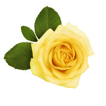 Yellow Rose With Green Leaves