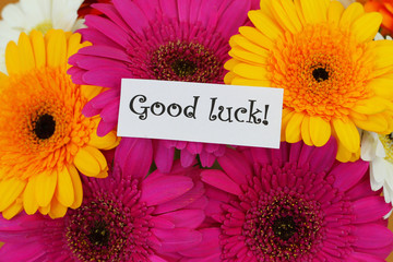 Wall Mural - Good luck card with colorful gerberas