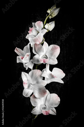 Board z aluminiowym obramowaniem Kwiaty orchidei na czarno
