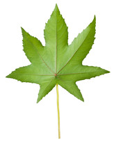 Castor Leaf