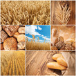 Wheat harvest concept