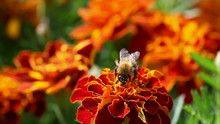 Bumblebee On Flower Marigold