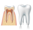 Tooth anatomy and 3d model